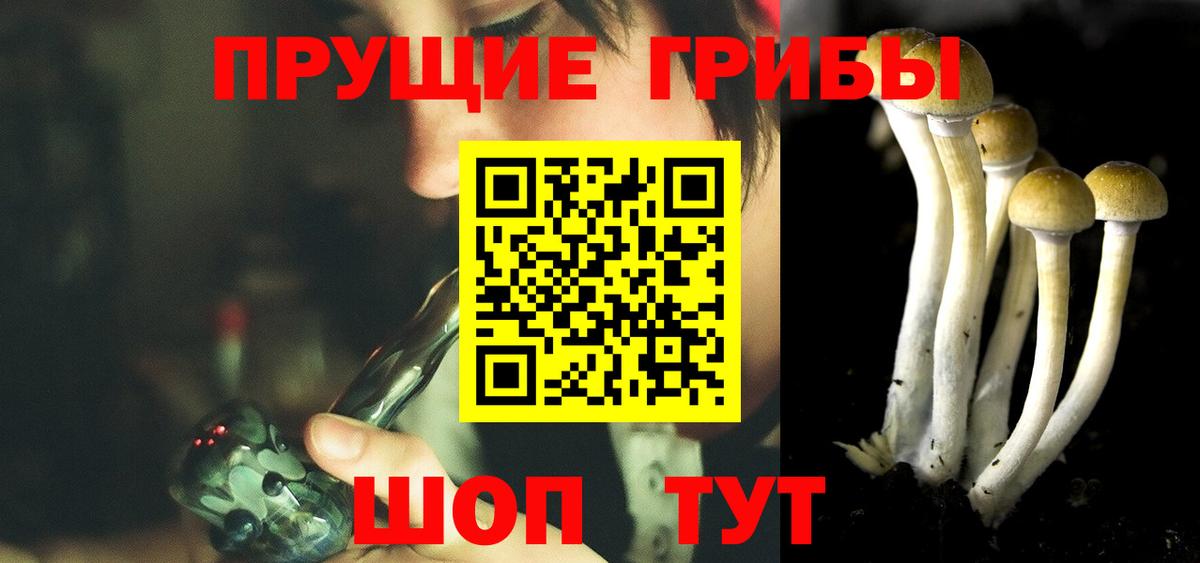 Галлюциногенные грибы Psilocybine cubensis Дивногорск